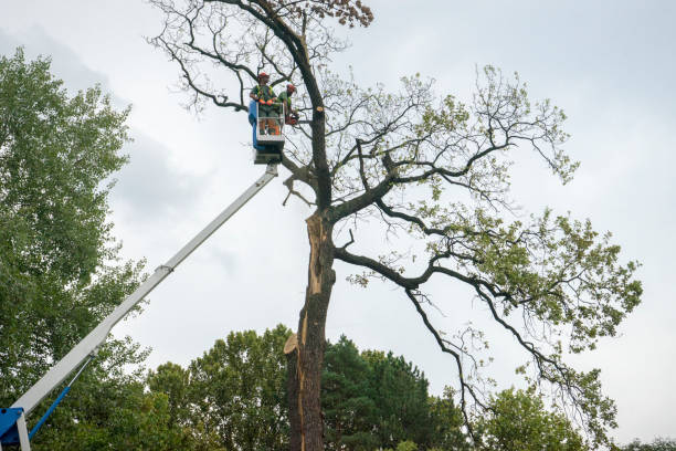 Best Hedge Trimming  in USA